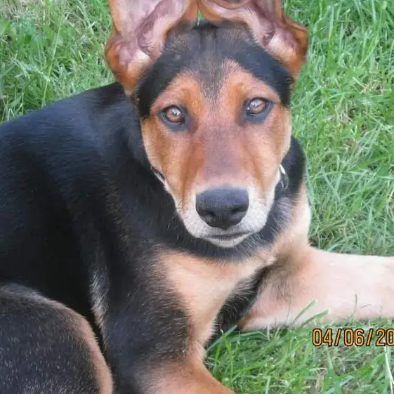 German Shepherd Dog