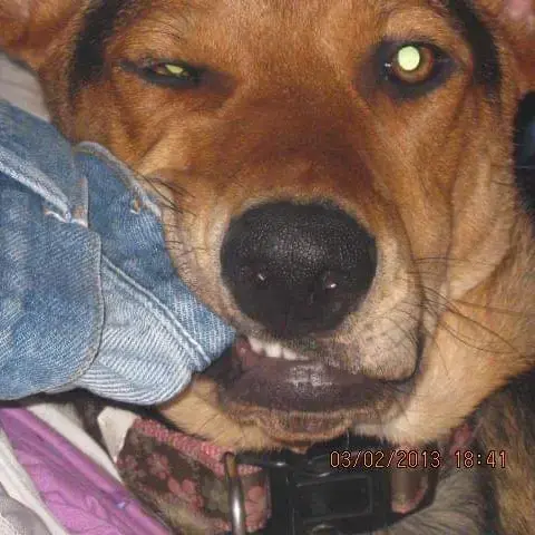 German Shepherd Dog