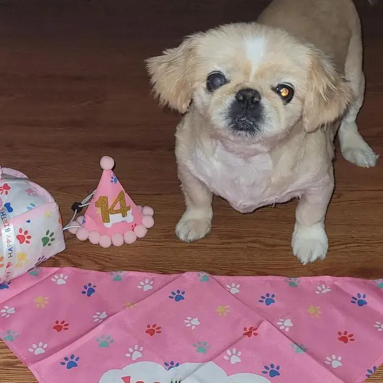 Pekingese