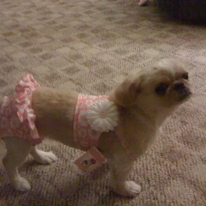 Pekingese