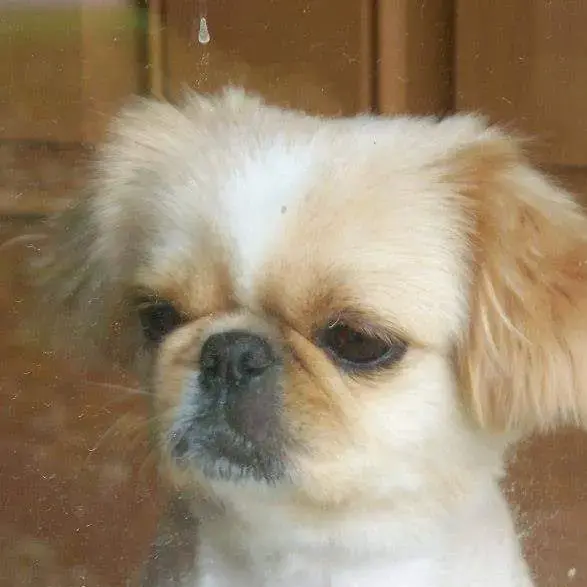 Pekingese