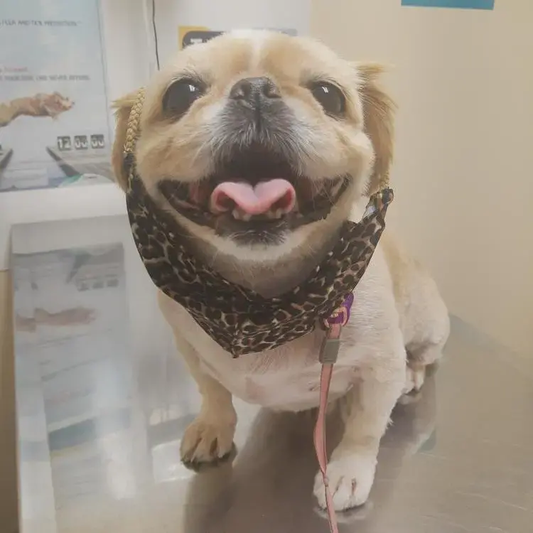 Pekingese