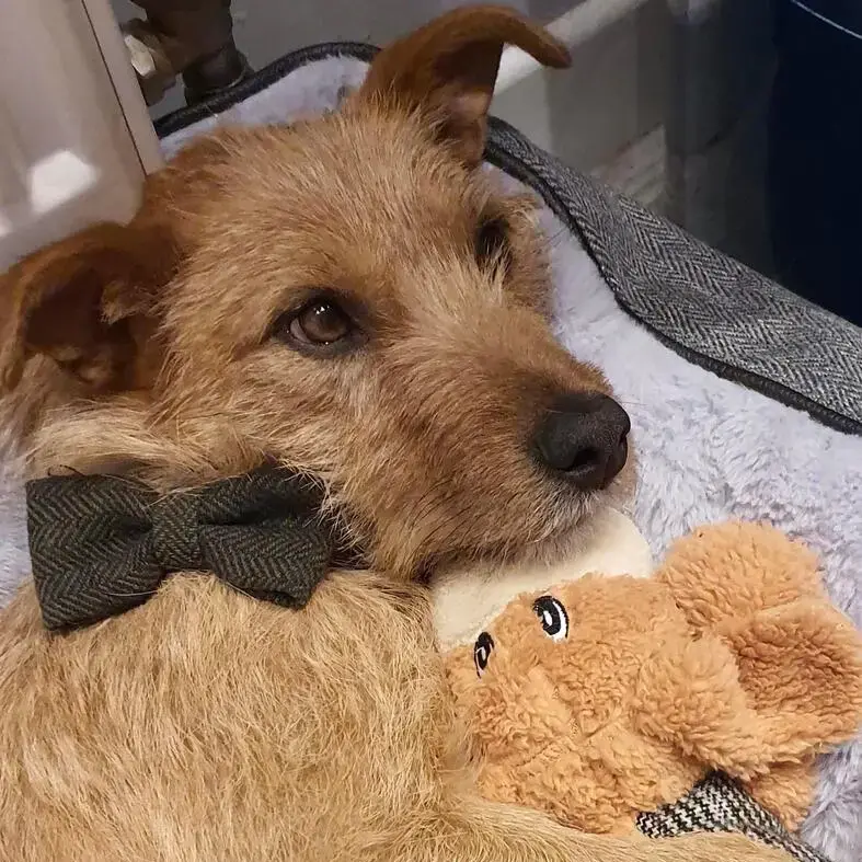 Border Terrier