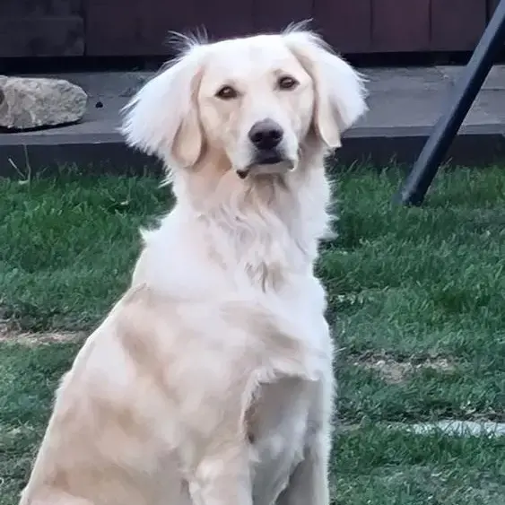 Poodle (Standard)