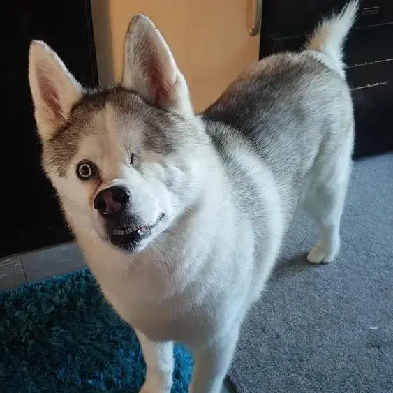 Siberian Husky