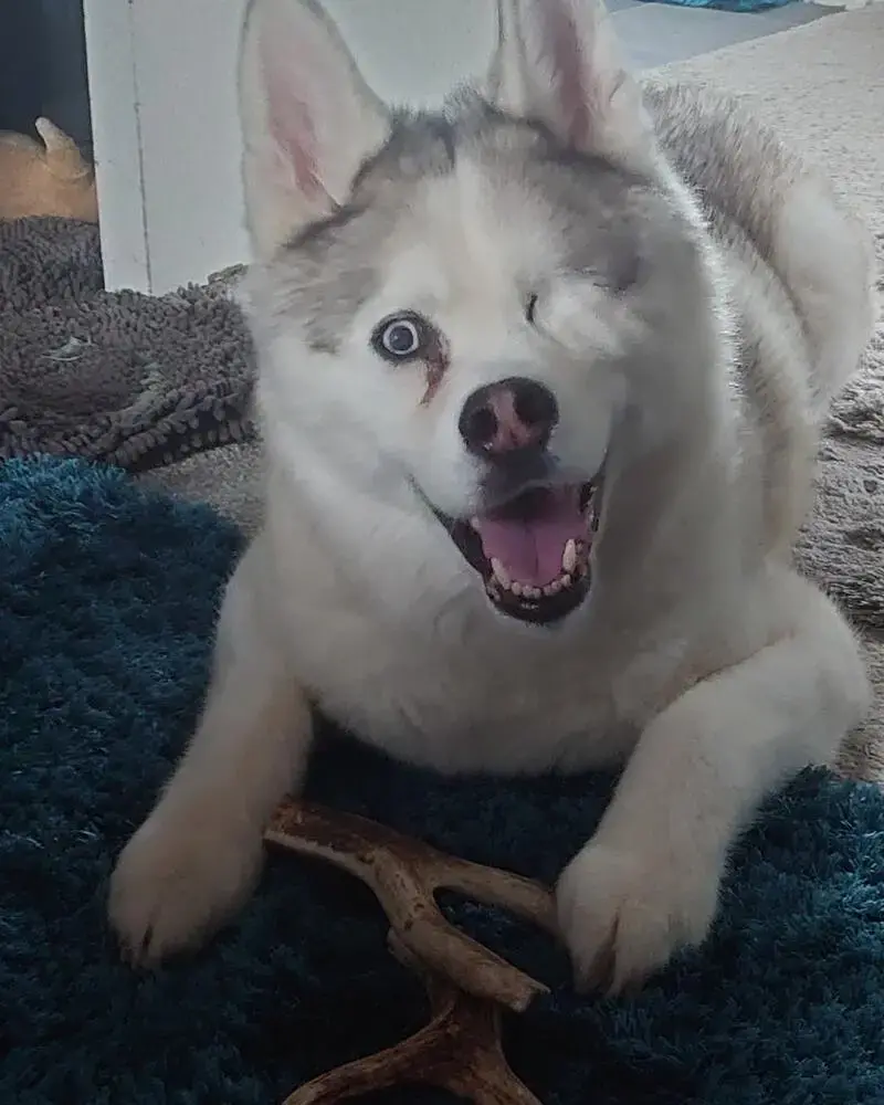 Siberian Husky