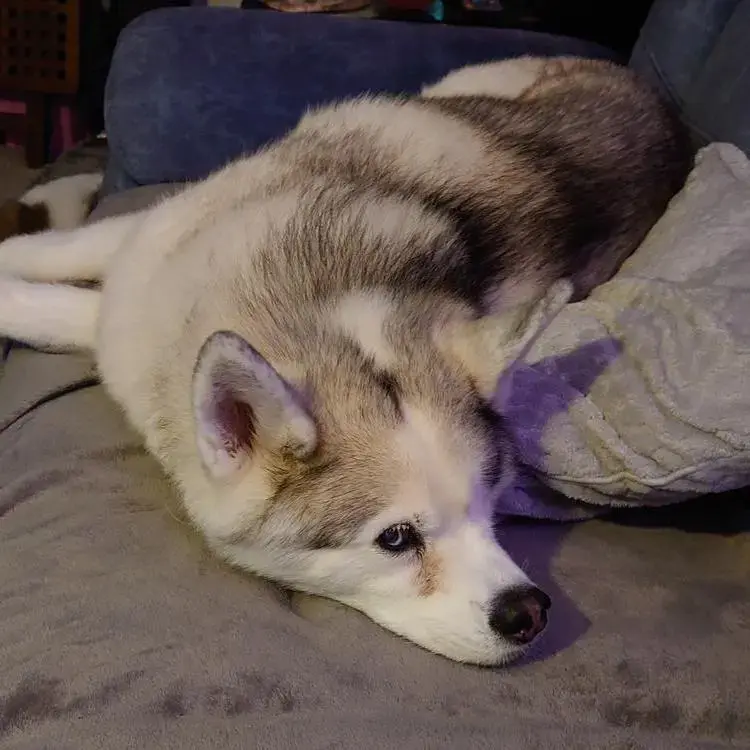 Siberian Husky