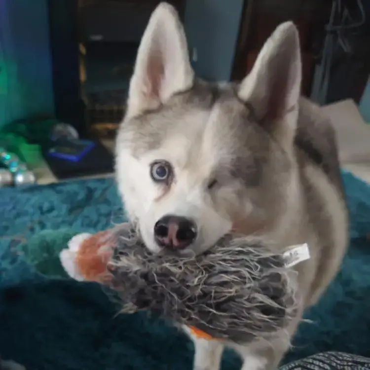 Siberian Husky