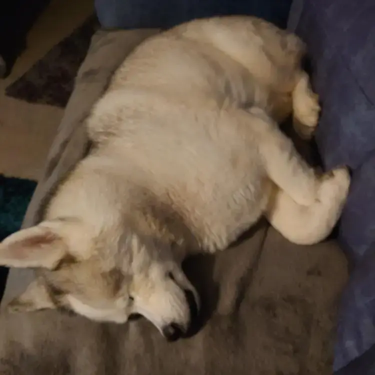 Siberian Husky
