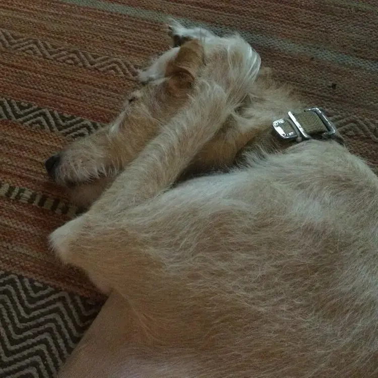 Lurcher