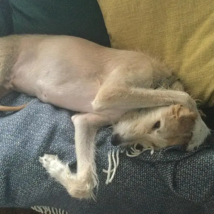 Lurcher