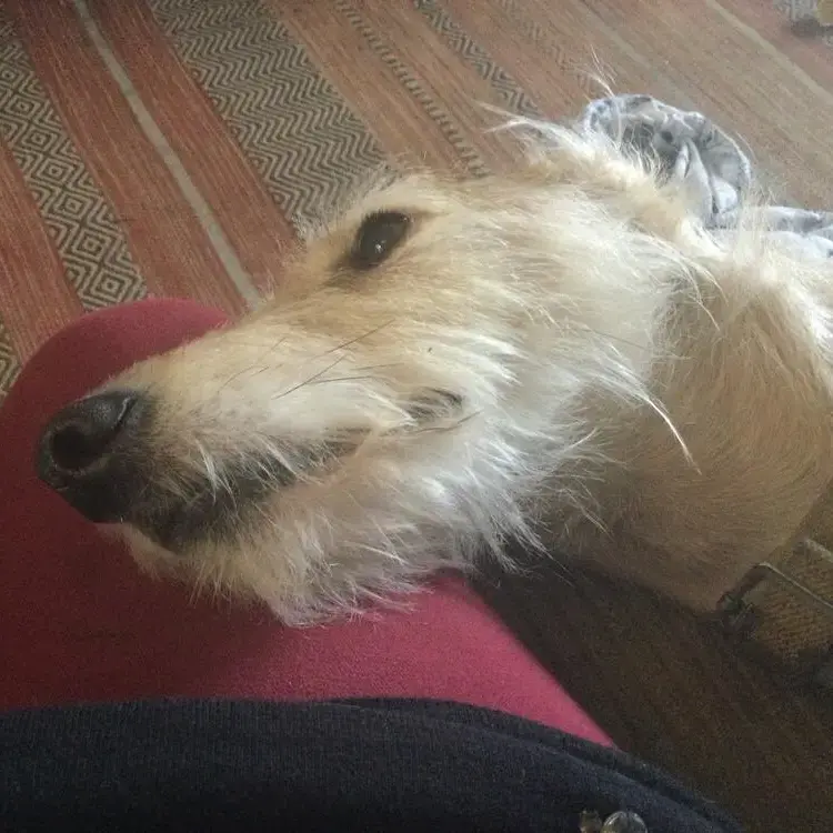 Lurcher