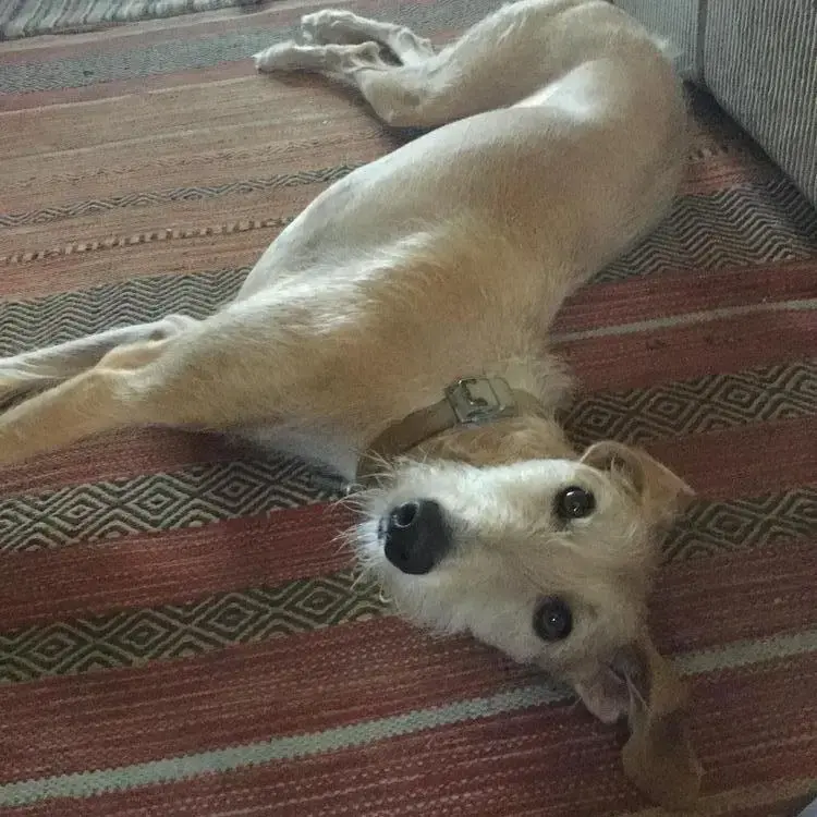 Lurcher