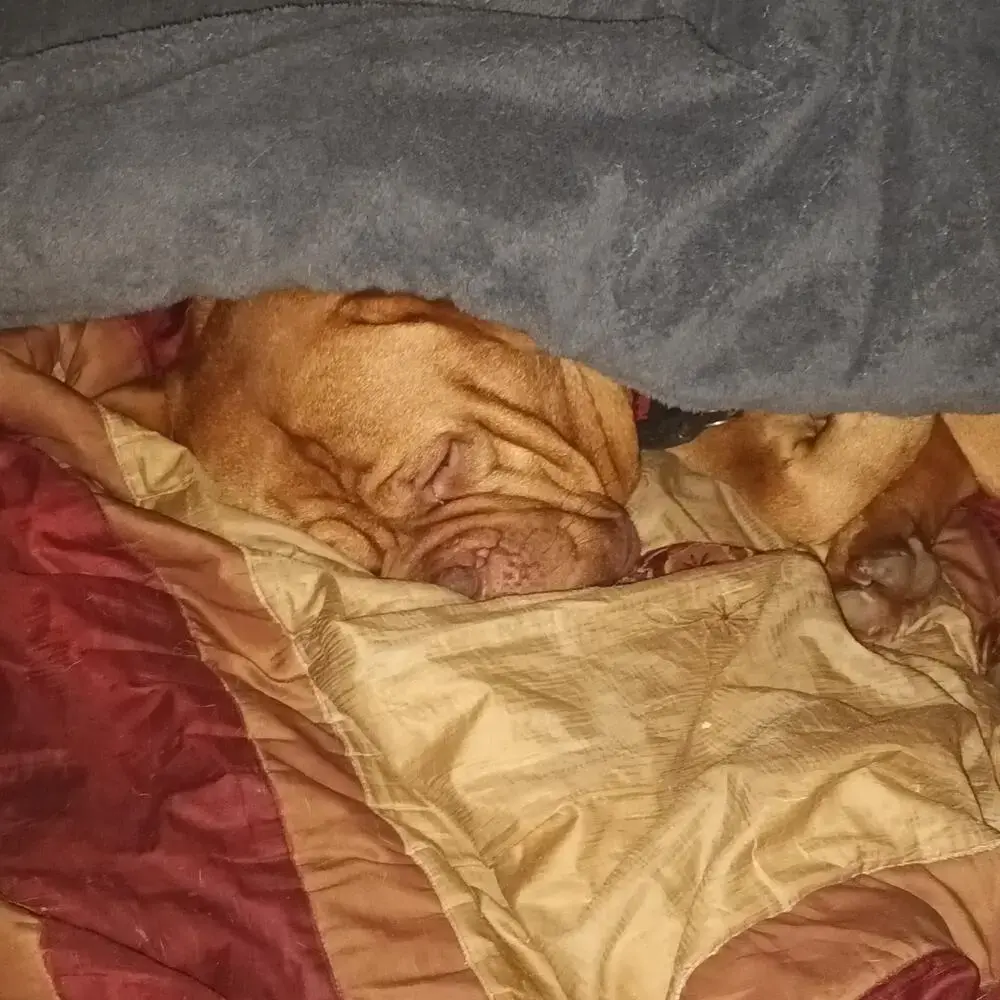 Dogue de Bordeaux