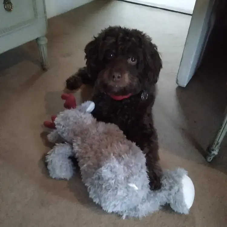 Spanish Water Dog