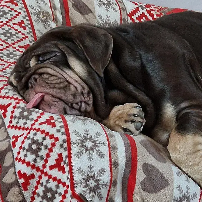 Bulldog