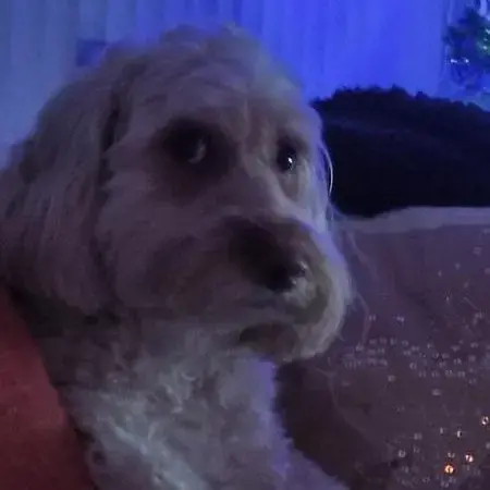 Cockapoo