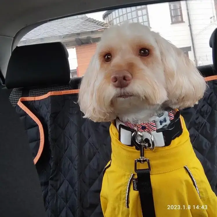 Cockapoo