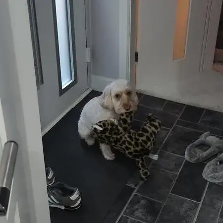 Cockapoo