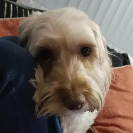 Cockapoo