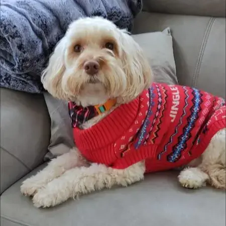 Cockapoo