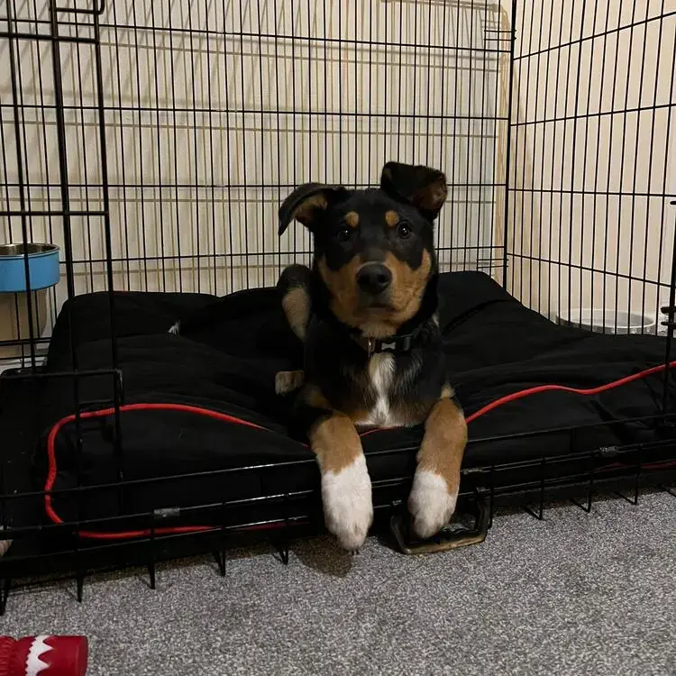 Border Collie