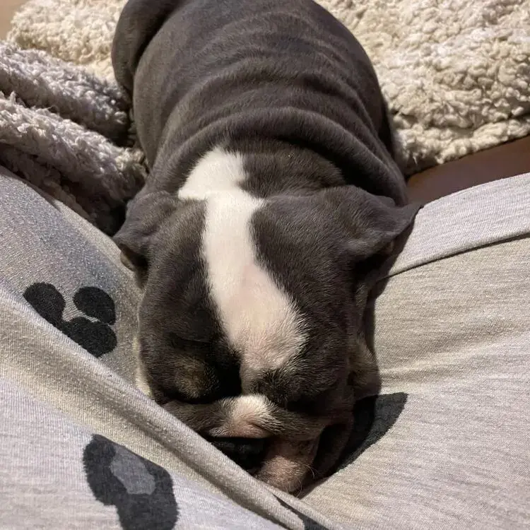 Bulldog