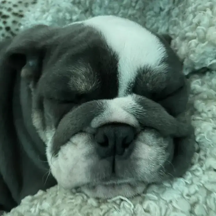 Bulldog