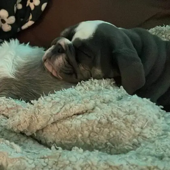 Bulldog