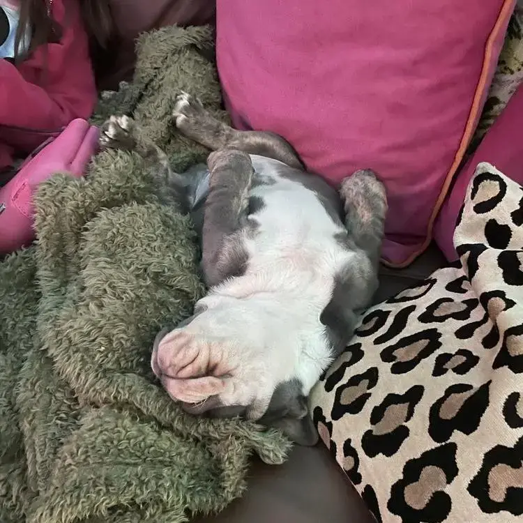 Bulldog