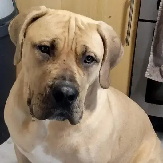 Mastiff