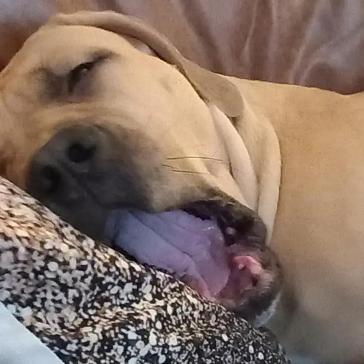 Mastiff