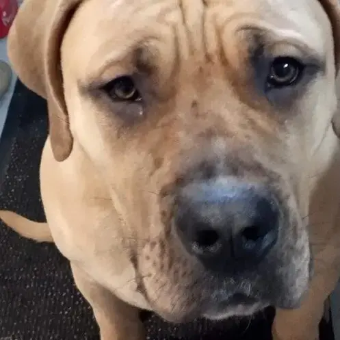 Mastiff