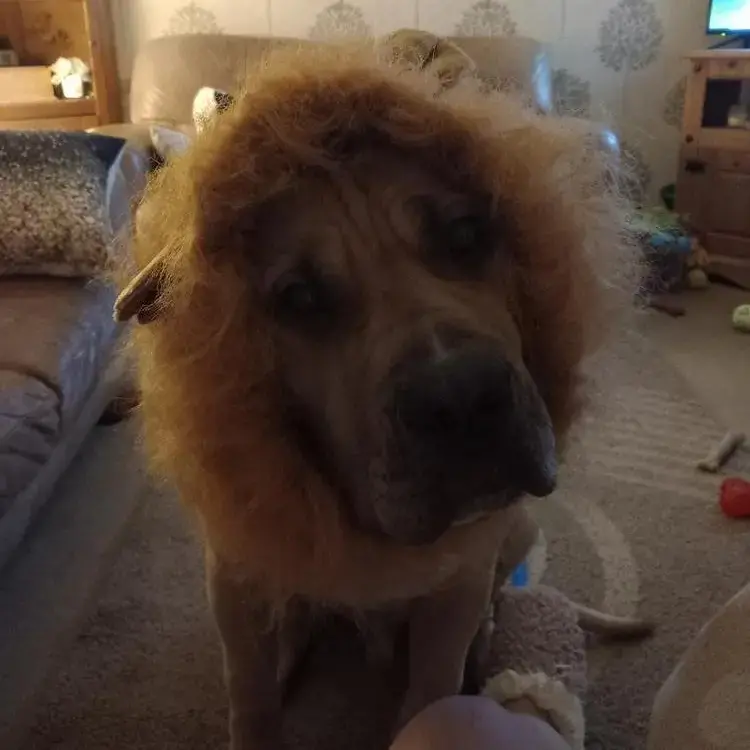 Mastiff