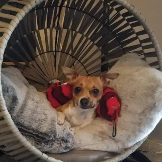 Chihuahua (Smooth Coat)