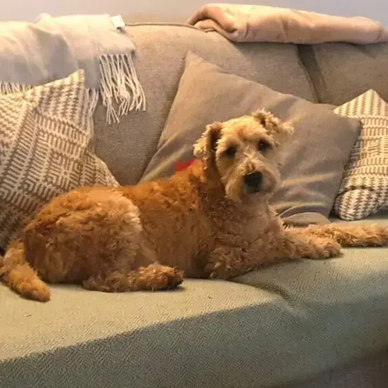 Lakeland Terrier