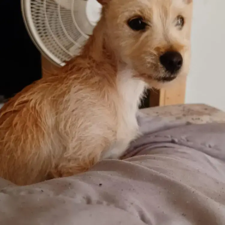 Chihuahua (Long Coat)