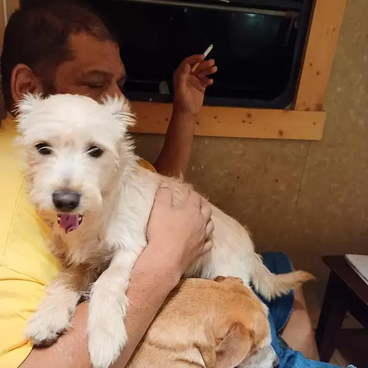 Chihuahua (Long Coat)