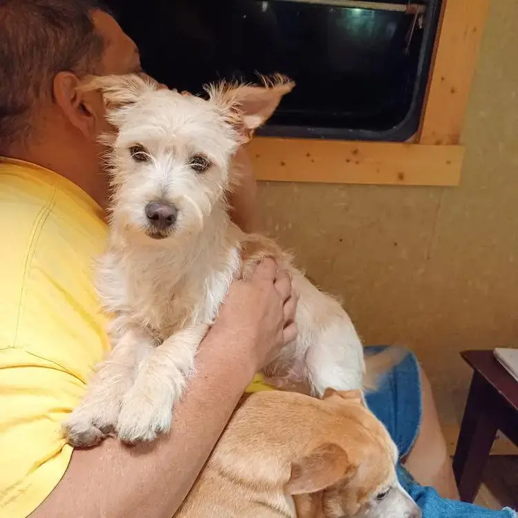 Chihuahua (Long Coat)