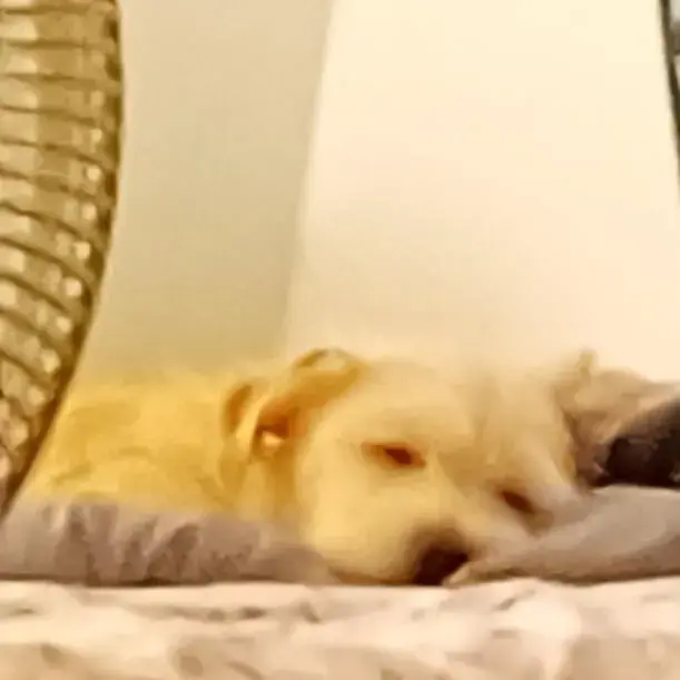 Chihuahua (Long Coat)