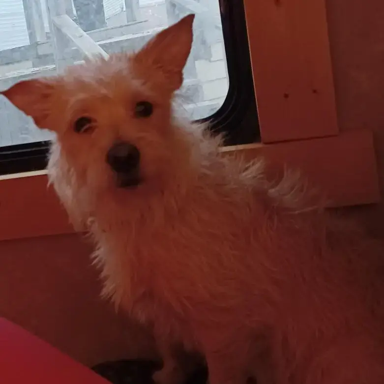 Chihuahua (Long Coat)