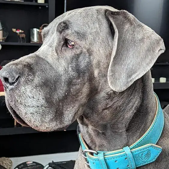 Great Dane