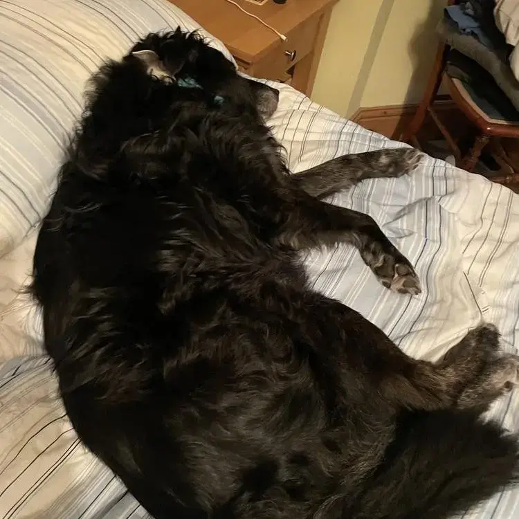 Borador