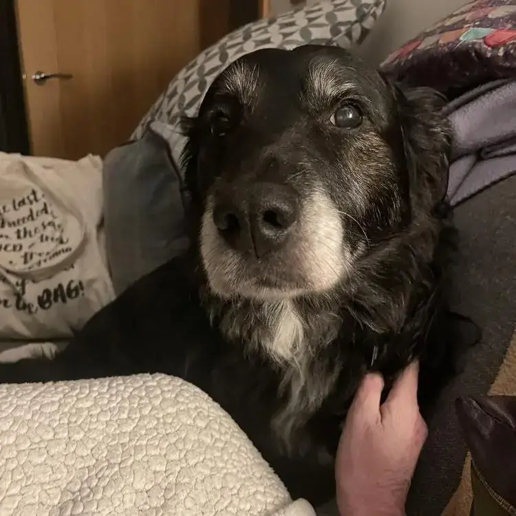 Borador