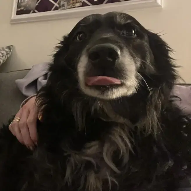 Borador