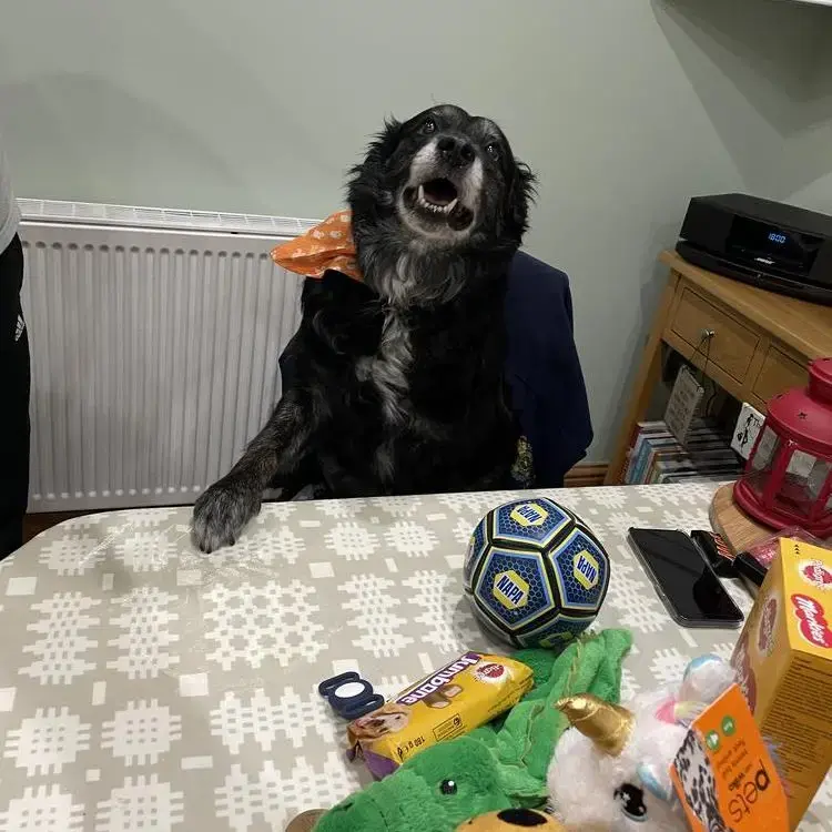 Borador