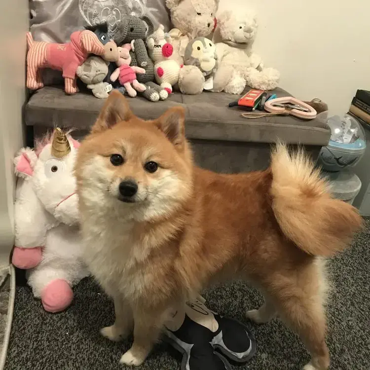 Pomeranian