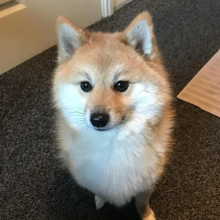 Pomeranian