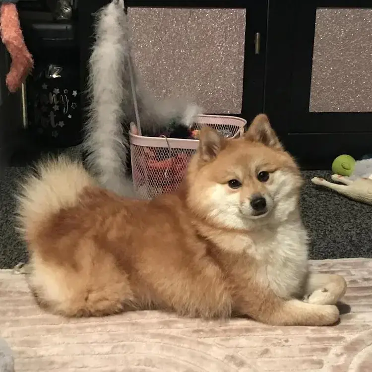 Pomeranian