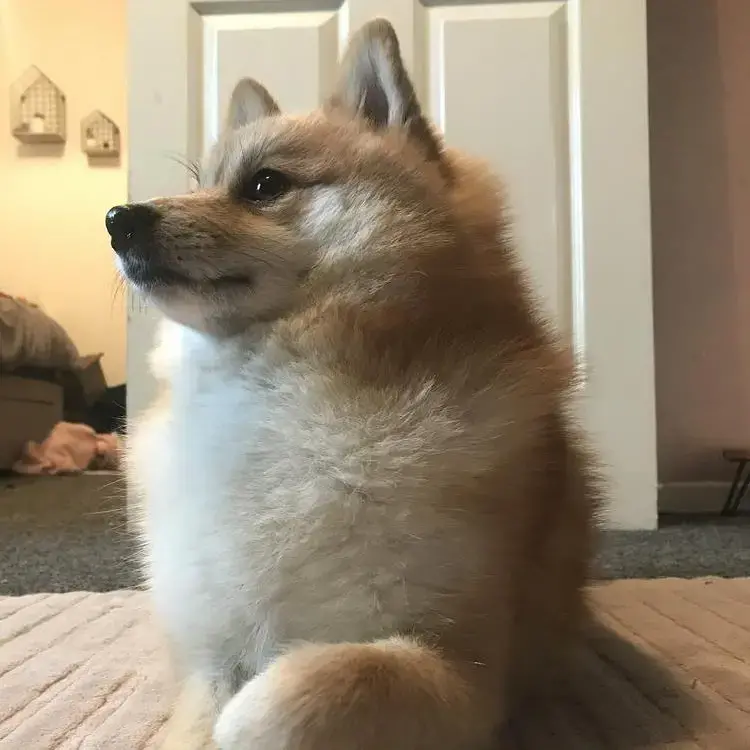 Pomeranian